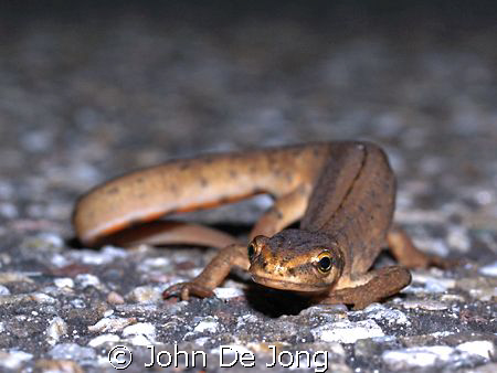 The Lissotriton vulgaris lives only for breeding in the w... by John De Jong 