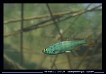 A beautiful "Rotengle" close to the surface... Que du Bon... by Michel Lonfat 