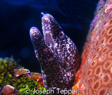 A nice Spotted Moray in Grand Cayman by Joseph Tepper 