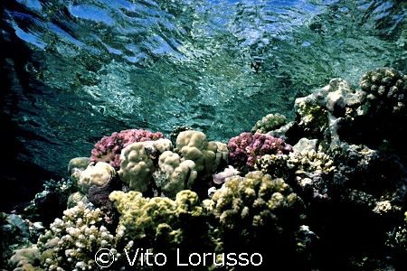 Corals by Vito Lorusso 