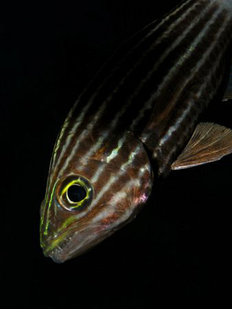 Tiger Cardinalfish by James Dawson 
