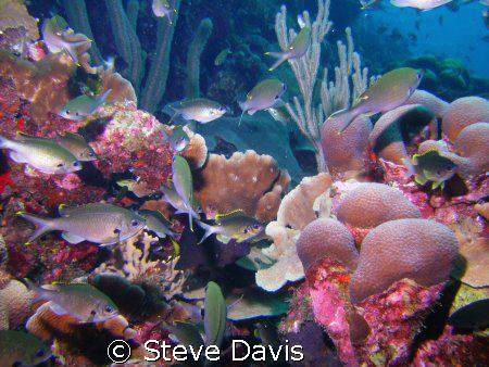 Curacao, Director's Bay by Steve Davis 