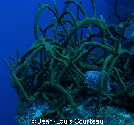 "Tangled Up In Blue"      -A rope sponge bush on one of t... by Jean-Louis Courteau 