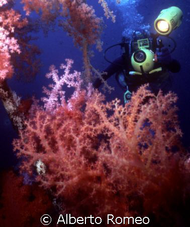 On a wreck near Aqaba there live big and colorful soft co... by Alberto Romeo 