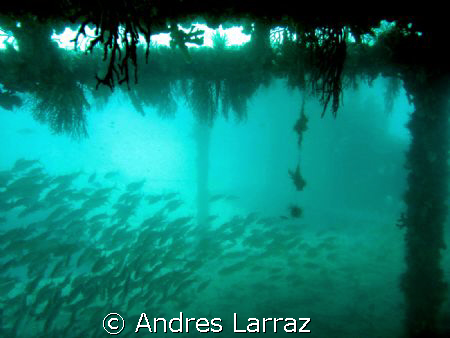 DREAM LIKE STATE.
RSB 1 WRECK Fort Lauderdale,Fl by Andres Larraz 