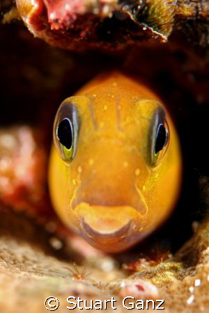 Little blenny. by Stuart Ganz 