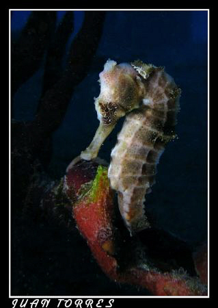 White Sea Horse at the Frederiksted Pier in St. Croix by Juan Torres 