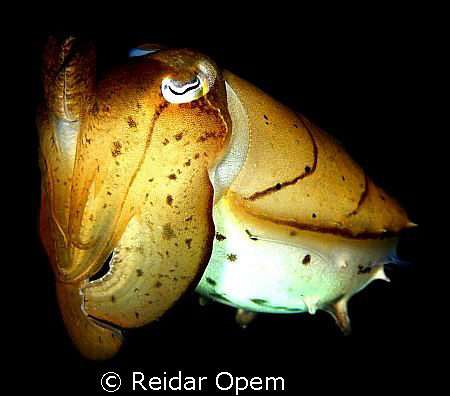 Cuttlefish by Reidar Opem 