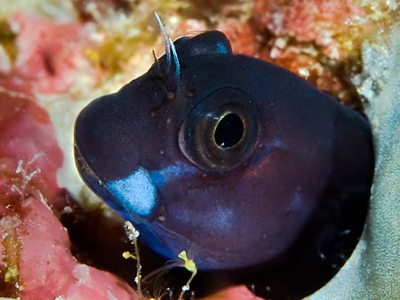 "Blenny" The trip to the maldives was planned for wideang... by Henry Jager 