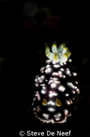 Taken at the Atlantis housereef in dauin, phiippines by Steve De Neef 