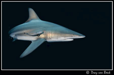 Blacktip by Dray Van Beeck 