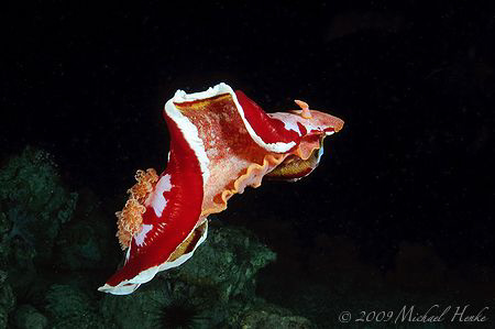 Hexabranchus sanguineus - Nikon D300, FISHEYE 16mm, 2xDS125 by Michael Henke 