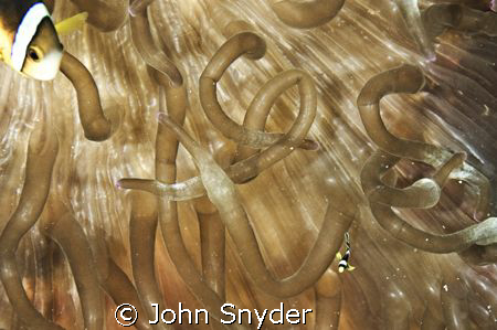 Momma "Watching Nemo" - Nikon D70 60MM by John Snyder 