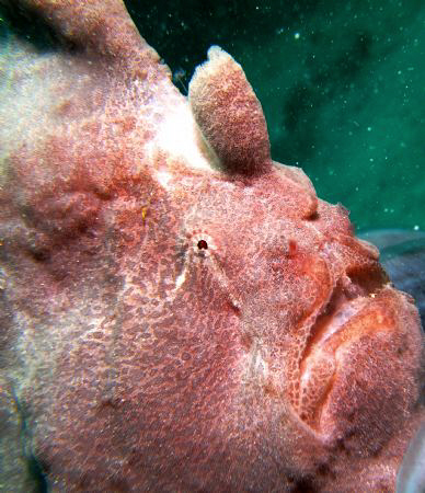 Coral Garden, talikud Island, Davao City by Bernard Maglana 