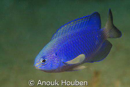 A small blue fish that maybe someone can help me identify... by Anouk Houben 