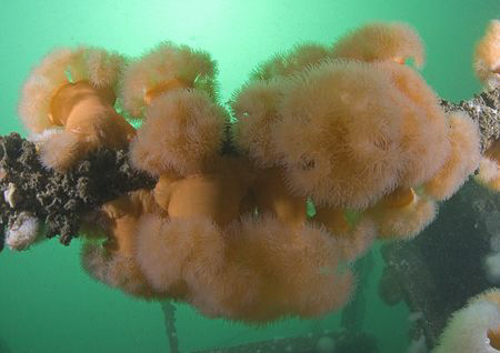 Plumose anemone's. Cornwall. D200, 16mm. by Derek Haslam 