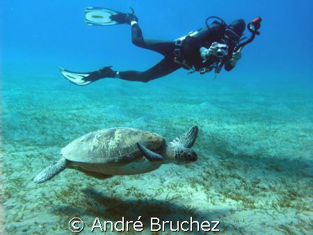 tortue verte by André Bruchez 