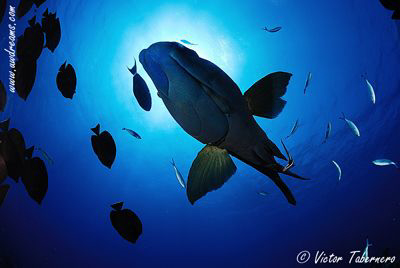 The Napoleon, a fantastic fish! by Victor Tabernero 