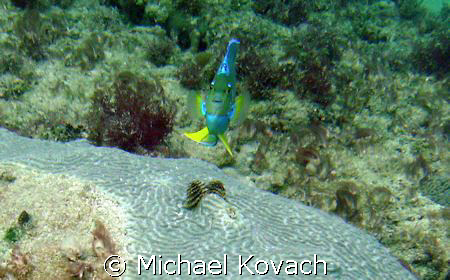 Queen Angelfish looking at me over coral on the reef at t... by Michael Kovach 
