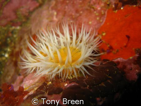 Close up of a common (white striped) anemone. by Tony Breen 