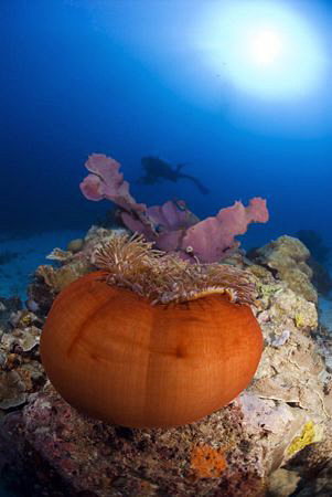 Diver and Anemone by Erika Antoniazzo 