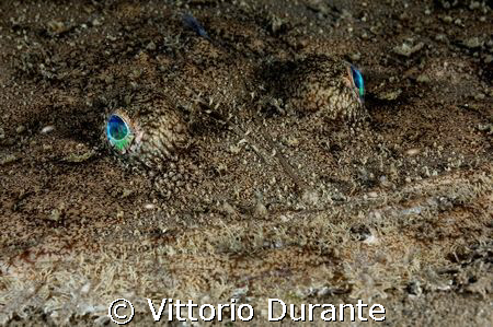 Lophius Piscatorius by Vittorio Durante 