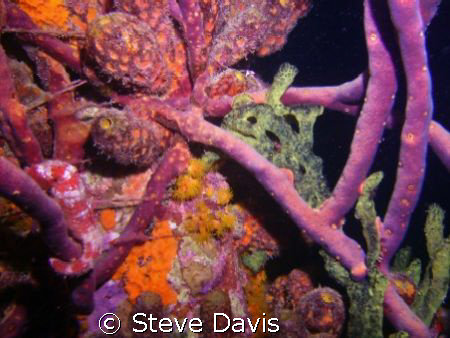 Under the pier in Bomaire, Candy Stripped Sea horse. Night by Steve Davis 