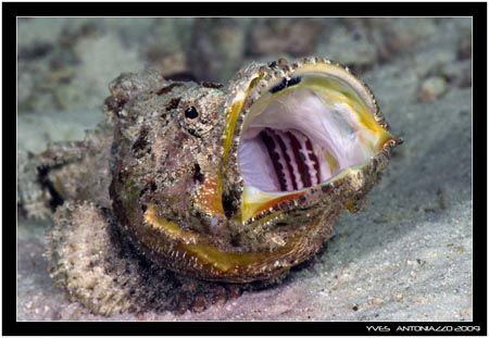 This little guy got really upset by is own reflection in ... by Yves Antoniazzo 