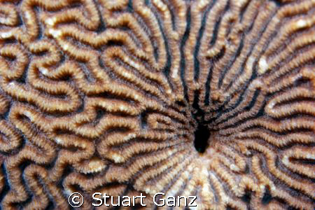 Coral design by Stuart Ganz 
