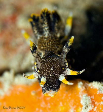 Hedgepethi polycera taken with Nikon D50 -60mm lens Perth... by Dave Baxter 