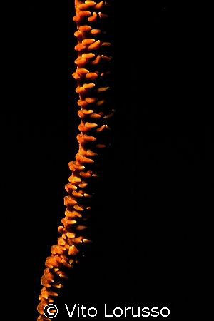 Corals by Vito Lorusso 