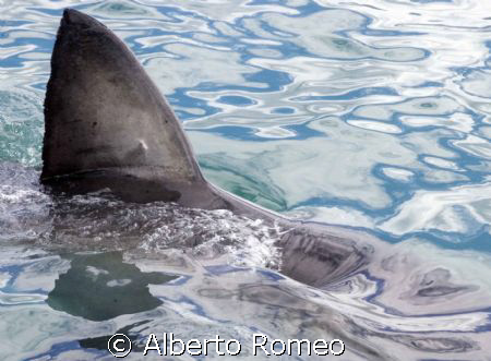 THE SYMBOL OF SHARKS: THE TRIANGULAR TOP FIN.
 South Afr... by Alberto Romeo 