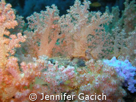I was amazed at how good the macro of my new little Nikon... by Jennifer Gacich 