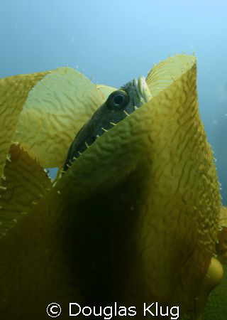 Snug Fish. A gopher rockfish hides while wrapped in a lea... by Douglas Klug 