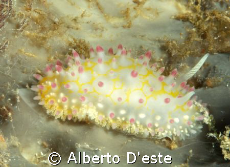 Nudibranchia in night dive, Nikon D70S, 105mm, DS160 by Alberto D'este 