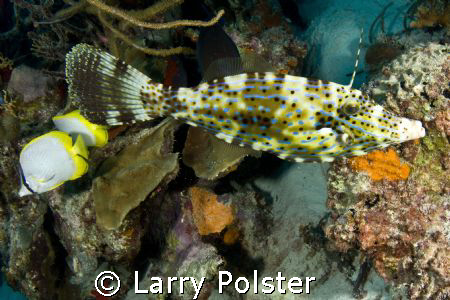 Bonaire, D300, Tokina 10-17 by Larry Polster 