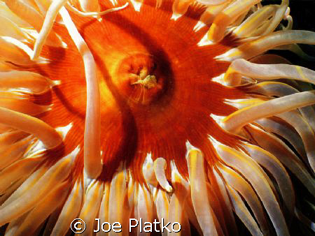 large, brightly colored fish eating anemone. Although the... by Joe Platko 