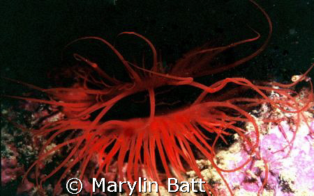 Electric Scallop, what an amazing creature the electric l... by Marylin Batt 