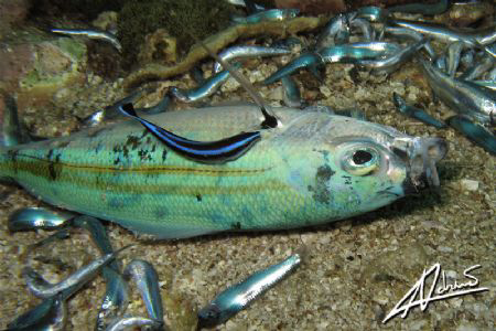cleaner wrasse feeding on DYNAMITED fish... :-( by Adriano Trapani 