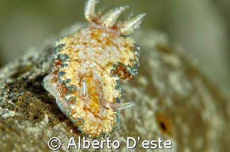 Nudibranchia in night dive by Alberto D'este 