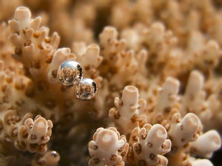 a close up of the coral and the airpbubbles, one of a ser... by Andrew Macleod 