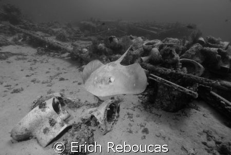 Feathertail Stingray swimming over the toilets on Yolanda... by Erich Reboucas 