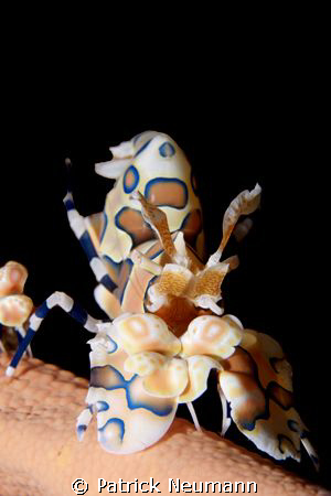 Harlekin taken with Canon 400D/Hugyfot Housing by Patrick Neumann 