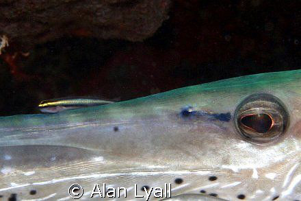 Sharknose goby hitches a ride on a trumpetfish nose by Alan Lyall 