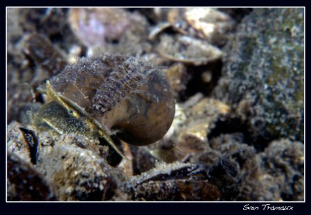 Riding a snail isn’t probably the fastest way to get anyw... by Sven Tramaux 