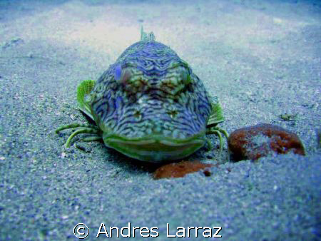 WALK,SWIM or FLY... by Andres Larraz 