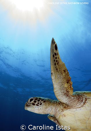Turtle by Caroline Istas 
