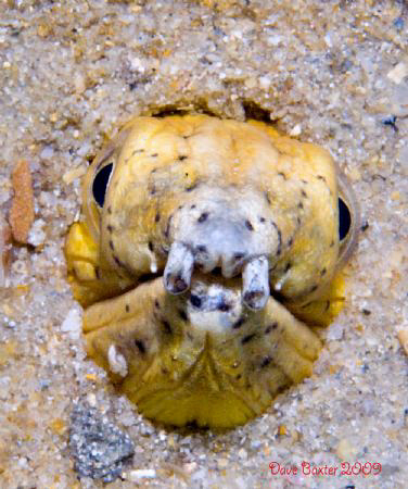 Snake eel  North Mole wreck Perth West Australia by Dave Baxter 