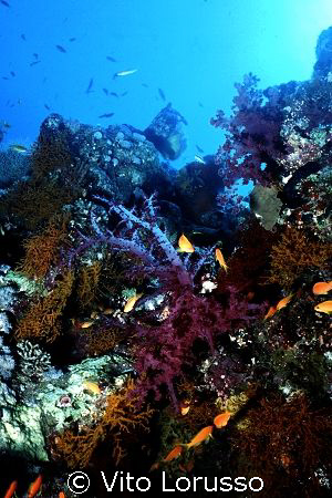 Corals - Dendronephthya Sp. by Vito Lorusso 