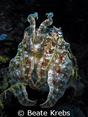Cuttlefish, taken at Wakatobi with Canon S70 by Beate Krebs 